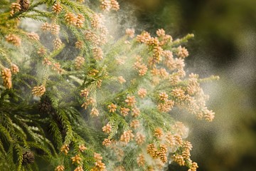 杉材と花粉症
