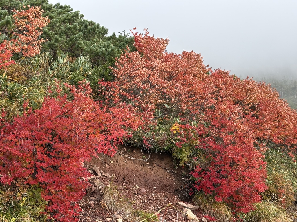 なだらかな山容の百名山「吾妻山」