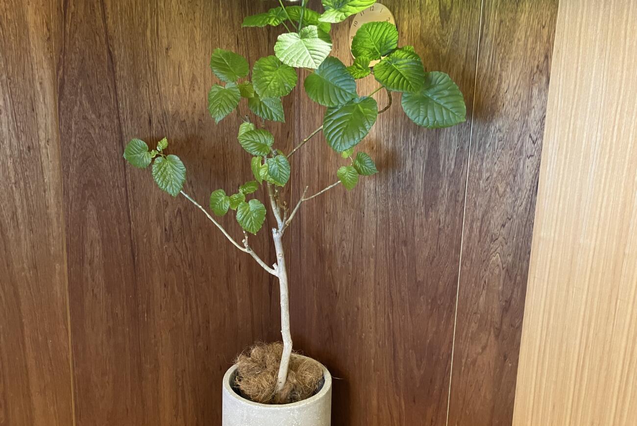 観葉植物のお手入れ